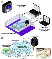 Sensors | Free Full-Text | Advancement of Sensor Integrated Organ-on-Chip  Devices