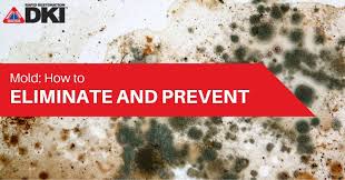 mold elimination and prevention guide