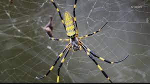 what is a joro spider firstcoastnews com