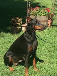 Find the perfect doberman pinscher puppy for sale in michigan, mi at puppyfind.com. 76 Doberman Pups For Sale 2021 Imagenes