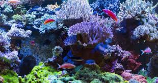Lighting For Reef Aquariums Factors That Influence Coral Coloration