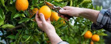 orange tree growing tips care