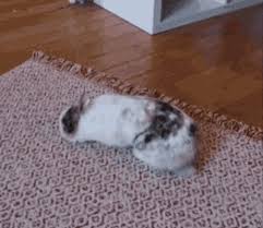 cute bunny rolling on the carpet gif