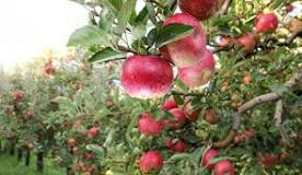 Image result for when is it a good time to spray for fungicide on fruit trees