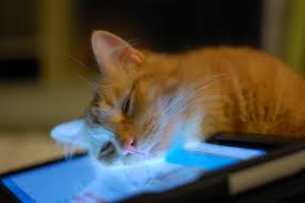 Image result for cats sleeping on computer tablets