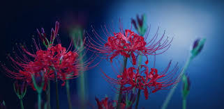 hd spider lily wallpapers peakpx