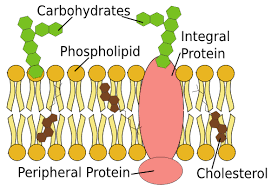 cell membrane function structure