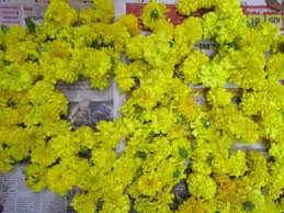 விதவிதமான சாமந்திப்பூ செடி வளர்ப்பு மற்றும் மண்கலவை | samanthi poo valarpu. Samanthi Yellow Marigold Flower It Can Be Used For Getting Smooth Skin Powder Of This Flower Should Be Mixed With Milk Diy Wrinkles Smooth Skin Wrinkle Care