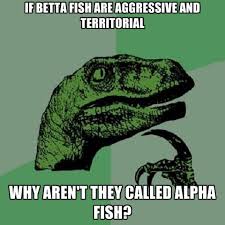 If Betta Fish Are Aggressive And Territorial Why Aren&#39;t They ... via Relatably.com