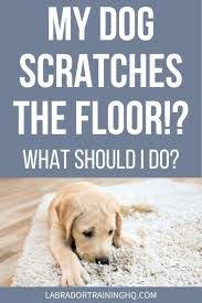 my dog is always scratching the floor