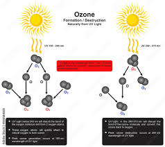 ozone formation destruction naturally