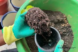 How To Get Rid Of Potting Soil Smell