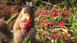 squirrel eating tomatoes you