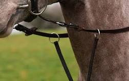 Why do you use a running martingale on a horse?
