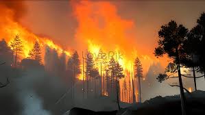 forest fire drawing images picture and