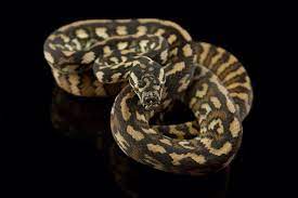 a beginner s guide to carpet pythons a