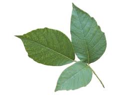 tips for fighting poison ivy
