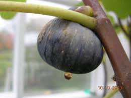 late season black madeira figs