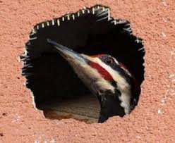 The Best Way to Get Rid of Woodpeckers and Stop the Damage