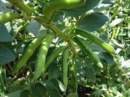 broad bean ile ilgili görsel sonucu