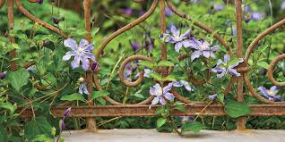 For sun or partial shade: Flowering Plants Clematis Blooms On A Vine Southern Living