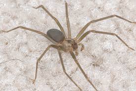 spiders brown recluse and black widow