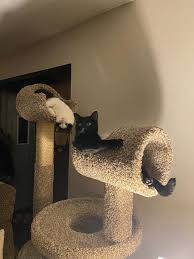 cat tree is right for your cat