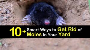 smart ways to get rid of moles in your yard