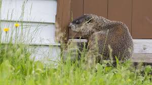 how to get rid of groundhogs on your