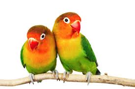 lovebirds images browse 47 440 stock