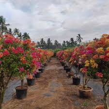 Our nursery has over 500 varieties of shrubs, trees, ground covers, and fruit trees. Top 50 Plant Nurseries In Vizag Best Nursery Plant Suppliers Justdial