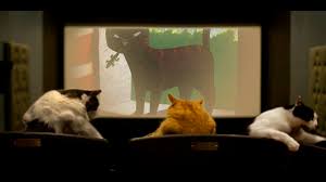 quarantine cat film fest