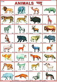 Buy Animals Chart 50 X 70 Cm Book Online At Low Prices In