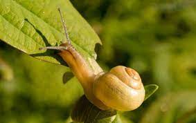 how to get rid of snails in your house