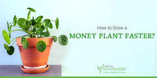 How To Grow Money Plants Faster Fnp