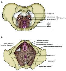 anatomy of the pelvic floor muscles in