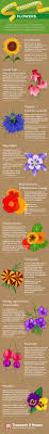 top 10 easy to grow flowers and seeds