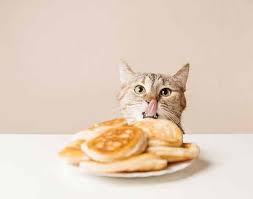 Sometimes we add maple syrup on top of it. Can Cats Eat Pancakes Ok To Share Best Advice