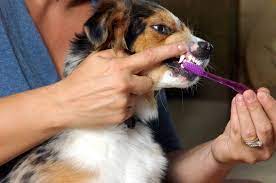 bad dog breath common causes symptoms
