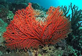 Турагенство в киеве coral travel. Koral
