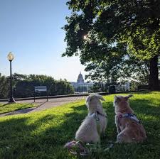 dog friendly guide to providence ri