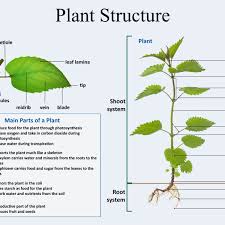 why understanding basic plant anatomy