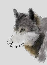 how to draw a wolf step by step guide