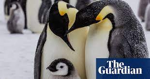 Then it's the male's turn to go out and hunt for. 10 Emperor Penguin Facts For World Penguin Day In Pictures Environment The Guardian