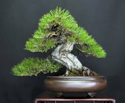 the pine bonsai tree is a clic in