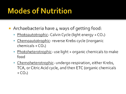ppt kingdom archaebacteria powerpoint