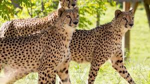 Forte affluence au zoo-parc de Beauval : les visiteurs invités à reporter leur venue ce vendredi