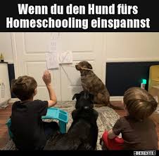 Homeschool students learn inside their homes most often led by their parents. Wenn Du Den Hund Furs Homeschooling Einspannst Lustige Bilder Spruche Witze Echt Lustig