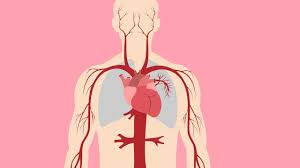 This pressure is called the blood pressure. Cardiovascular System Song Circulatory System Song Science Music Video Youtube