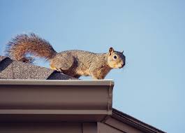 Aaac Wildlife Removal Of Salt Lake City